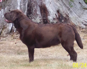 Marsh mutt manor clearance labs